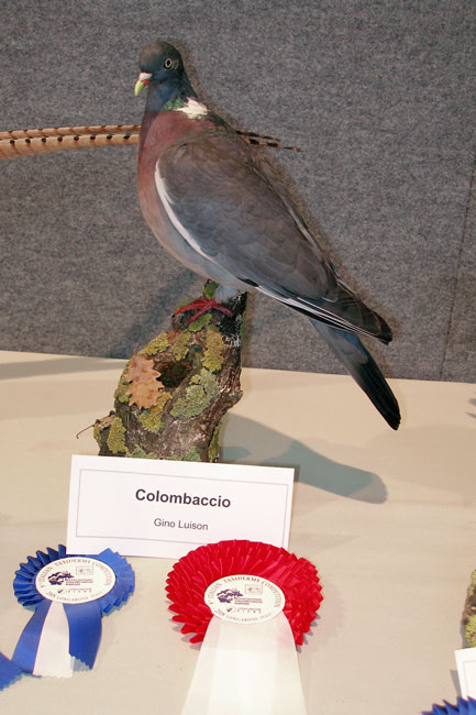 2008-colombaccio